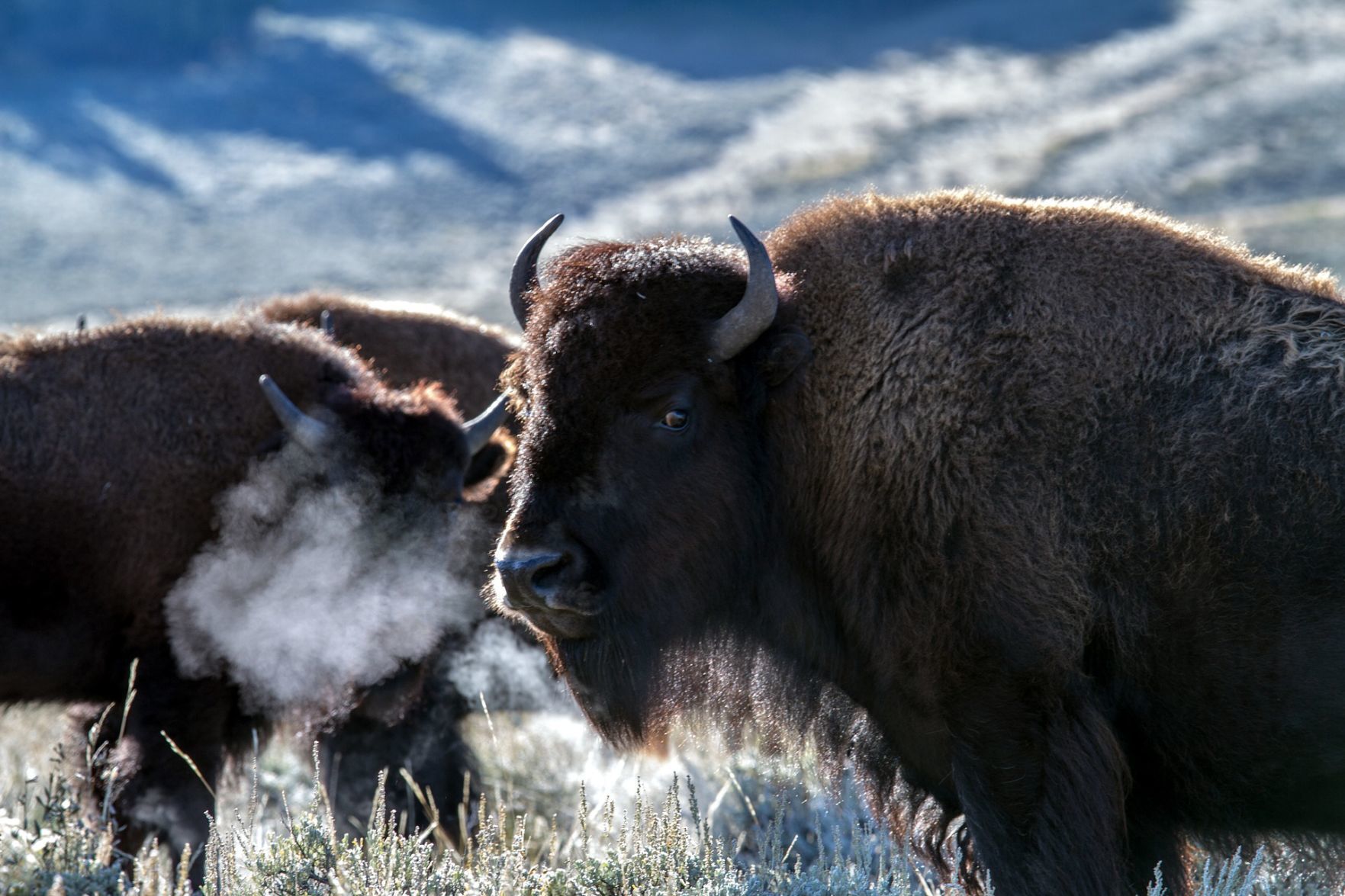 Yellowstone